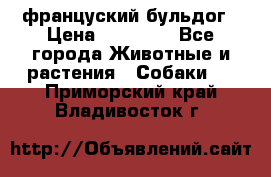 француский бульдог › Цена ­ 40 000 - Все города Животные и растения » Собаки   . Приморский край,Владивосток г.